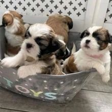 imperial Shih Tzu puppies✅💚✔🐕