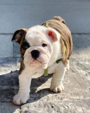 Quality KC Registered English Bulldogs