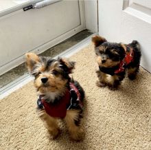 Yourkies looking for loving home Ready to leave 😍