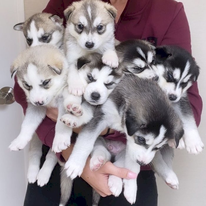 5 Siberian husky puppies💜😍 Image eClassifieds4u