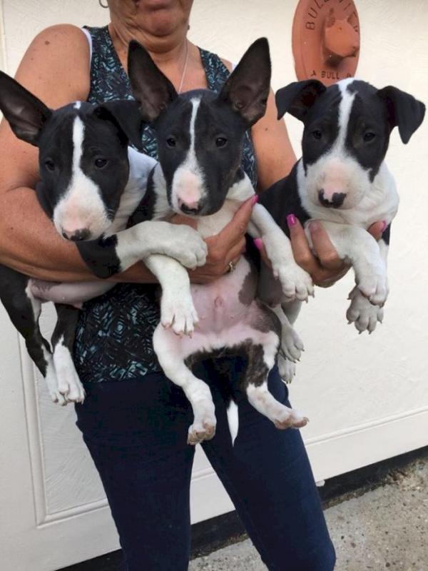 A* KC reg English bull terrier puppies Image eClassifieds4u