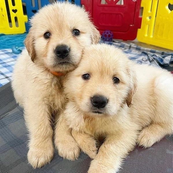 Gorgeous Golden Retrievers Puppies Image eClassifieds4u