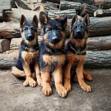 ⭐️Beautiful German Shepherd puppies ⭐️ Image eClassifieds4U