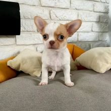 ADORABLE “Boy & Girl” CHIHUAHUA puppies for sale Image eClassifieds4U