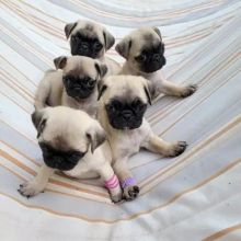 Wonderful litter from Pedigree Pug Puppies 🐶 Image eClassifieds4U