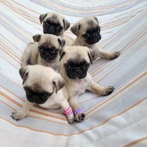 Wonderful litter from Pedigree Pug Puppies 🐶 Image eClassifieds4u