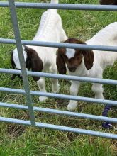 Boer Goats(kids) for sale.Email:livestockfarmershouse@gmail.com