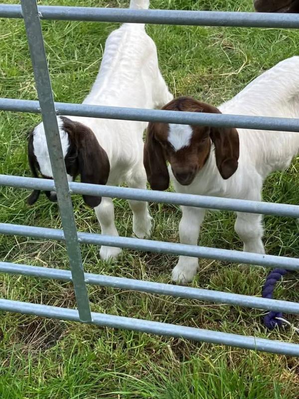 Boer Goats(kids) for sale.Email:livestockfarmershouse@gmail.com Image eClassifieds4u