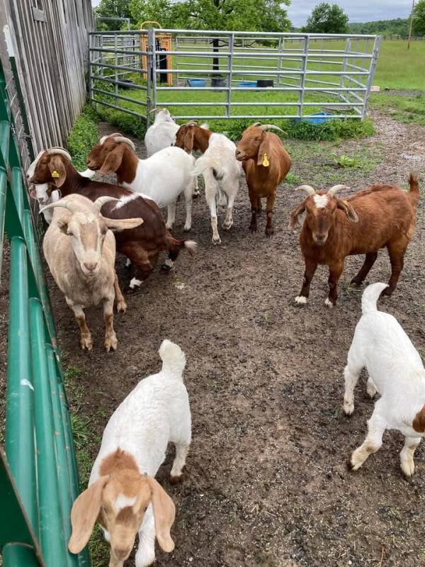 Boer Goats(kids) for sale.Email:livestockfarmershouse@gmail.com Image eClassifieds4u