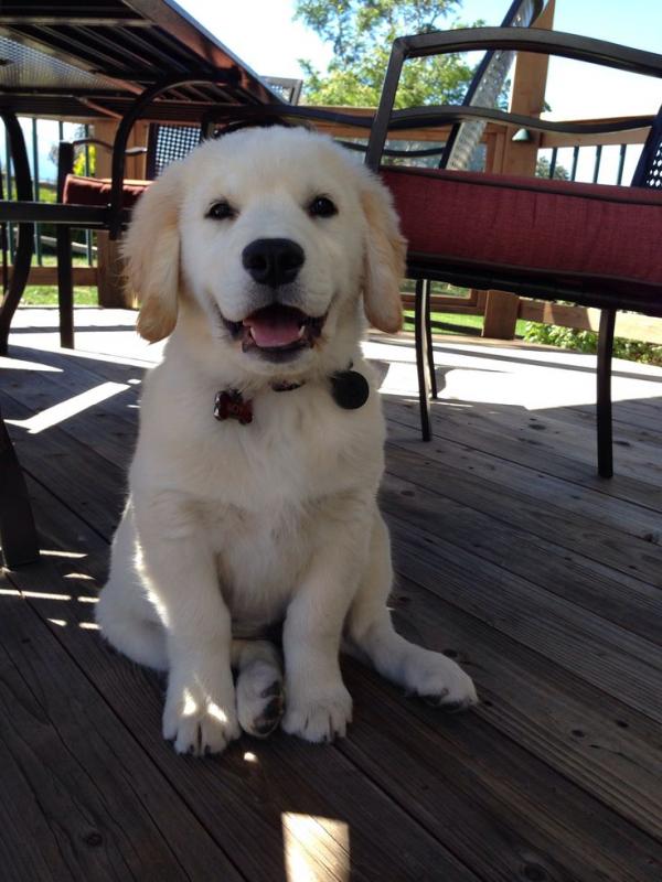 🐾 Golden Retriever Puppies – Loving, Loyal, and Ready for Their Forever Homes! 🐾 Image eClassifieds4u