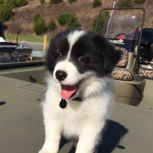 🐾 Border Collie Puppies – Loving, Loyal, and Ready for Their Forever Homes! 🐾