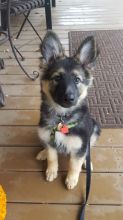 🐾 German Shepherd Puppies – Loving, Loyal, and Ready for Their Forever Homes! 🐾