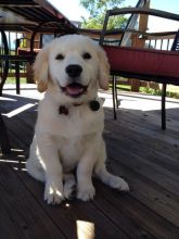 🐾 Golden Retriever Puppies – Loving, Loyal, and Ready for Their Forever Homes! 🐾