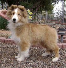 🐾 Shetland Sheepdog Puppies – Loving, Loyal, and Ready for Their Forever Homes! 🐾