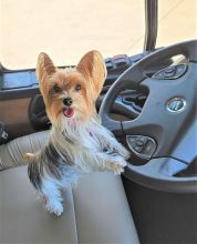 🐾 Yorkshire Terrier Puppies – Loving, Loyal, and Ready for Their Forever Homes! 🐾
