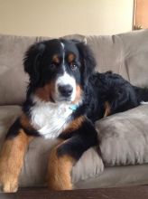 Lovely Cute Bernese Mountain Dog Puppies For Adoption