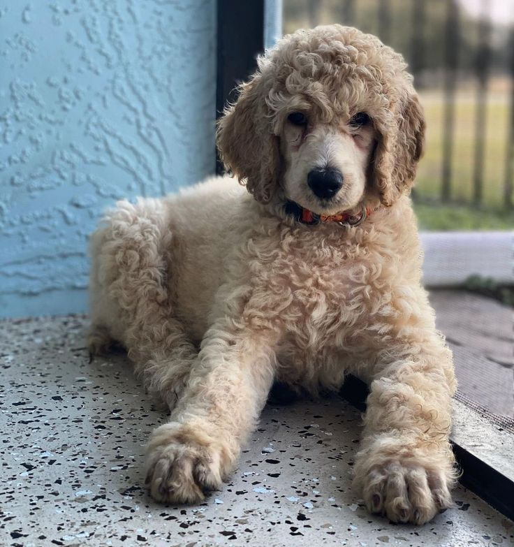 Lovely Cute Standard Poodle Puppies For Adoption Image eClassifieds4u