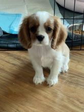 🐾 Cavalier King Charles Spaniel Puppies – Loving, Loyal, and Ready for Their Forever Homes!  Image eClassifieds4U