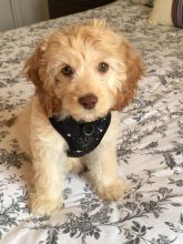 Lovely Cute Beagle Puppies For Adoption Image eClassifieds4u 1