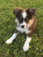 Lovely Cute Australian Shepherd Puppies For Adoption Image eClassifieds4U