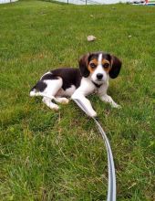 Lovely Cute Beagle Puppies For Adoption Image eClassifieds4u 2