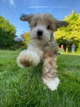 Lovely Cute Havanese Puppies For Adoption Image eClassifieds4U