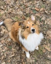 Lovely Cute Shetland Sheepdog Puppies For Adoption Image eClassifieds4U