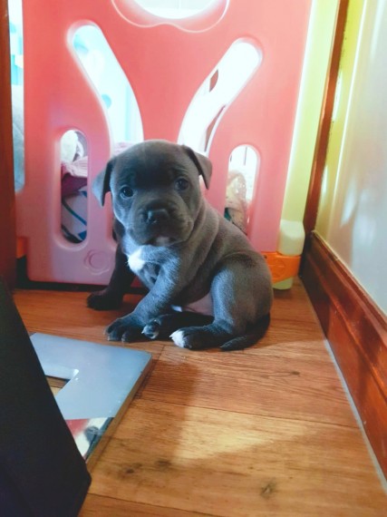 Healthy male and female Staffordshire Bull Terrier puppies for adoption. Image eClassifieds4u