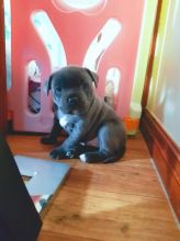 Healthy male and female Staffordshire Bull Terrier puppies for adoption. Image eClassifieds4U