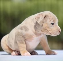 Beautiful pocket bully puppies ABKC Registered