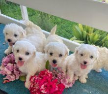 Bichon Frise pups(3 boy and 2 girl left)
