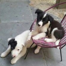 Tri Coloured Border Collie pups