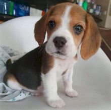 Stunning Health Tested Beagle Puppies Image eClassifieds4U