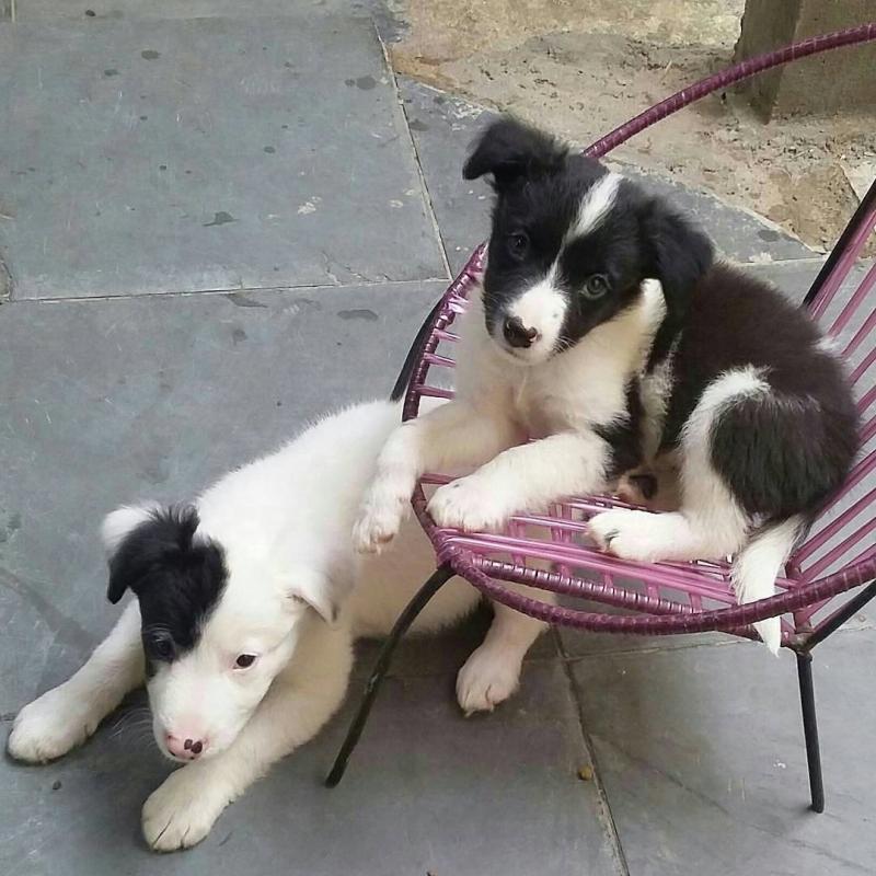 Tri Coloured Border Collie pups Image eClassifieds4u