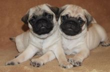 Adorable male and female PUG Puppies Available 💕Delivery Available🌎