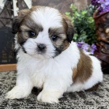 Male and Female Shih Tzu Puppies Available 💕Delivery Available🌎