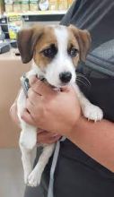 Affectionate Jack Russell Puppies for New Homes 💕Delivery Available🌎 Image eClassifieds4U