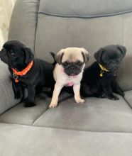 Purebred Pug Puppy for adoption Image eClassifieds4U