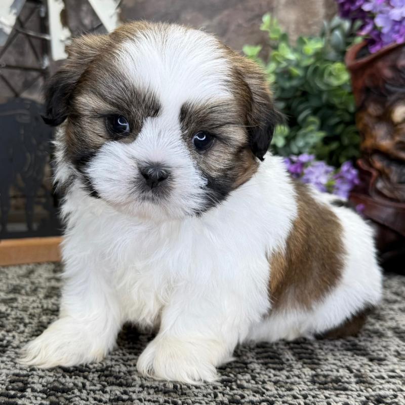 Male and Female Shih Tzu Puppies Available 💕Delivery Available🌎 Image eClassifieds4u