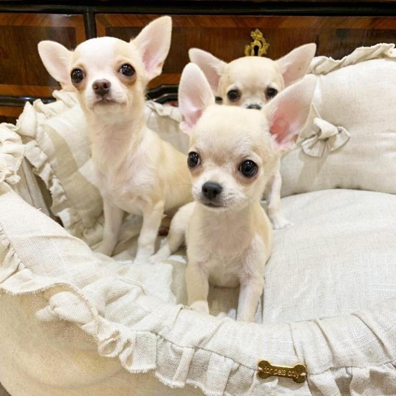 ••• Chihuahua puppies. 1 boy & 1 girl left ••• Image eClassifieds4u
