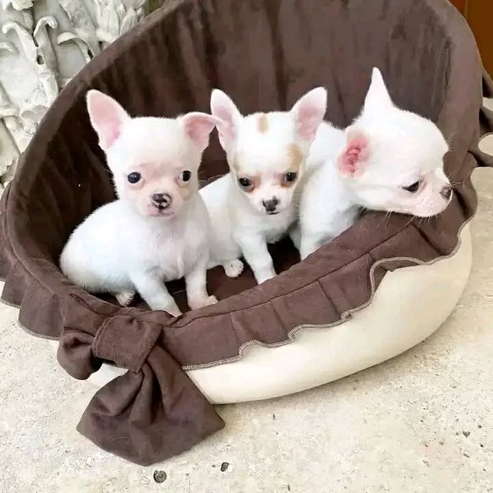 ••• Chihuahua puppies. 1 boy & 1 girl left ••• Image eClassifieds4u