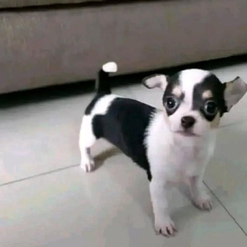 ••• Chihuahua puppies. 1 boy & 1 girl left ••• Image eClassifieds4u