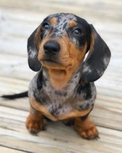 2 remaining ready now standard dachshund