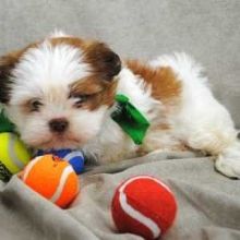 4 beautiful male shih tzu puppies for sale