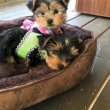 Adorable Yorkshire Terrier Puppies for Sale!