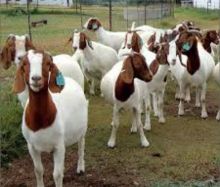 Excellent Dairy Goats for sale.Email:livestockfarmershouse@gmail.com