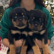 Gorgeous KC Registered Rottweiler Puppies