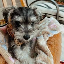 KC reg Miniature Schnauzers⭐️Health & eye tested⭐️