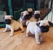 KC Reg Pug Puppies from health tested parents