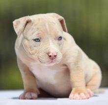 KC registered 5 generation of pedigree beagles